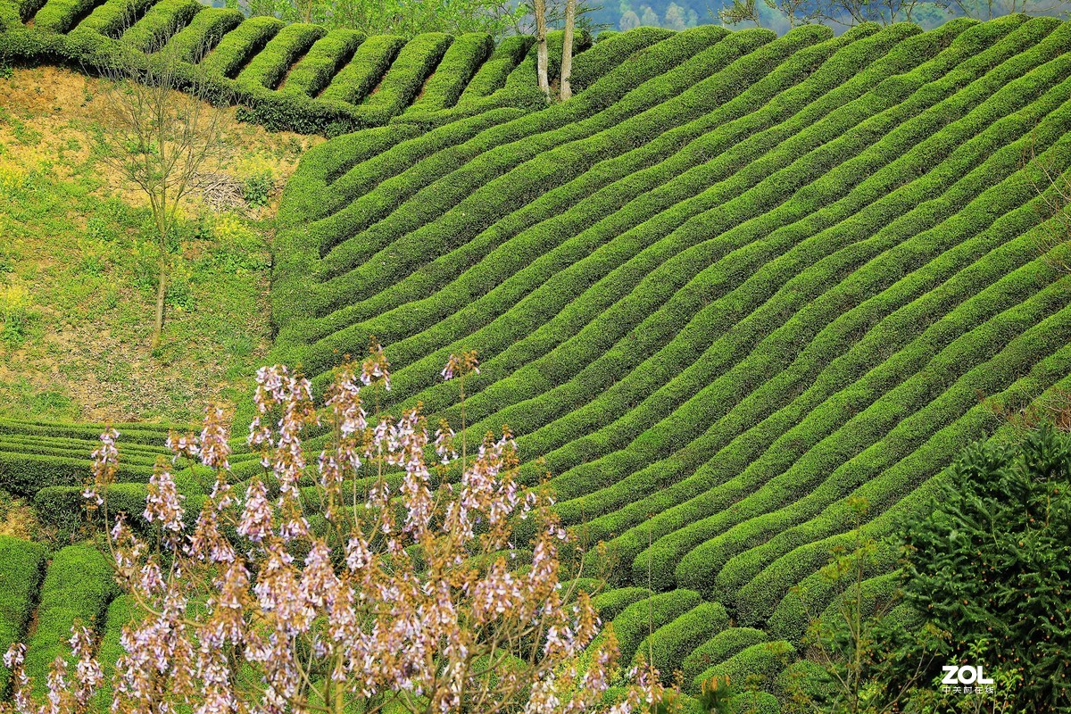 陕南西乡茶园风光《4》