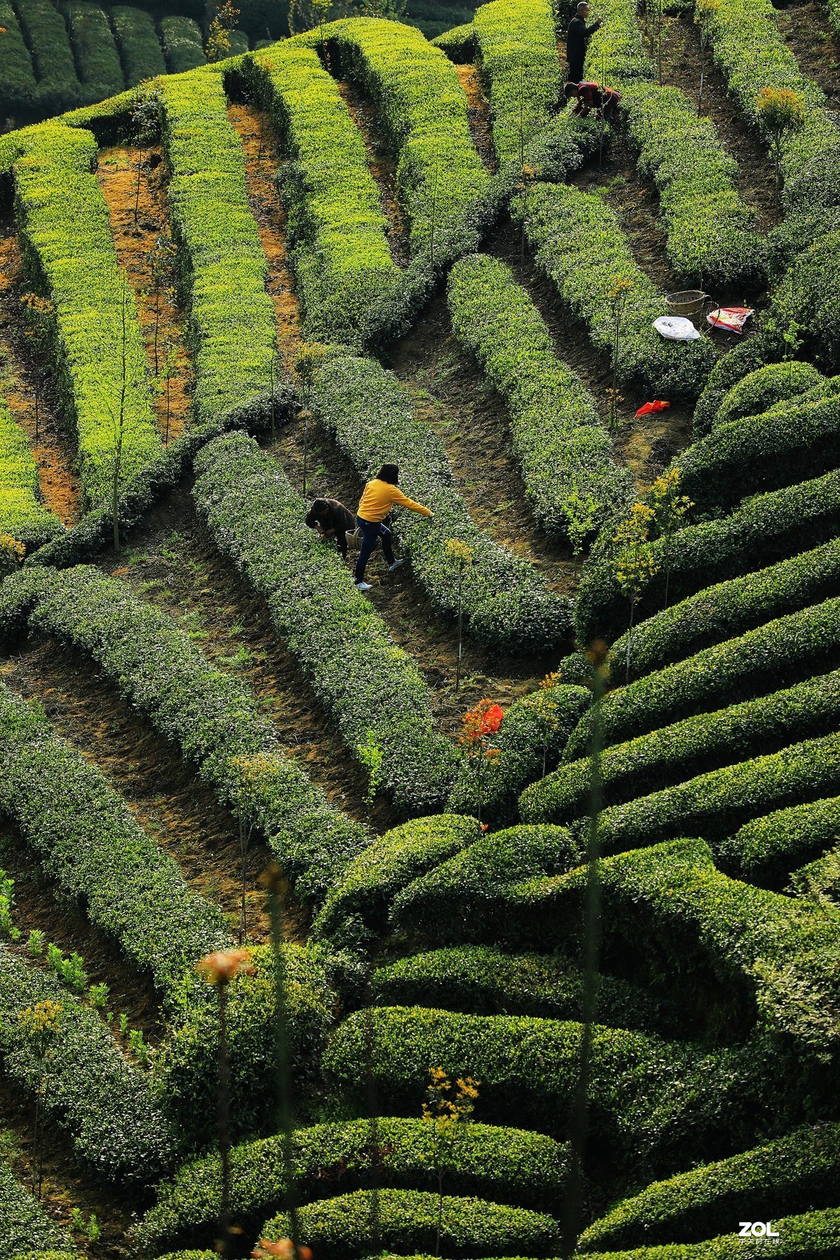 陕南西乡茶园风光《4》