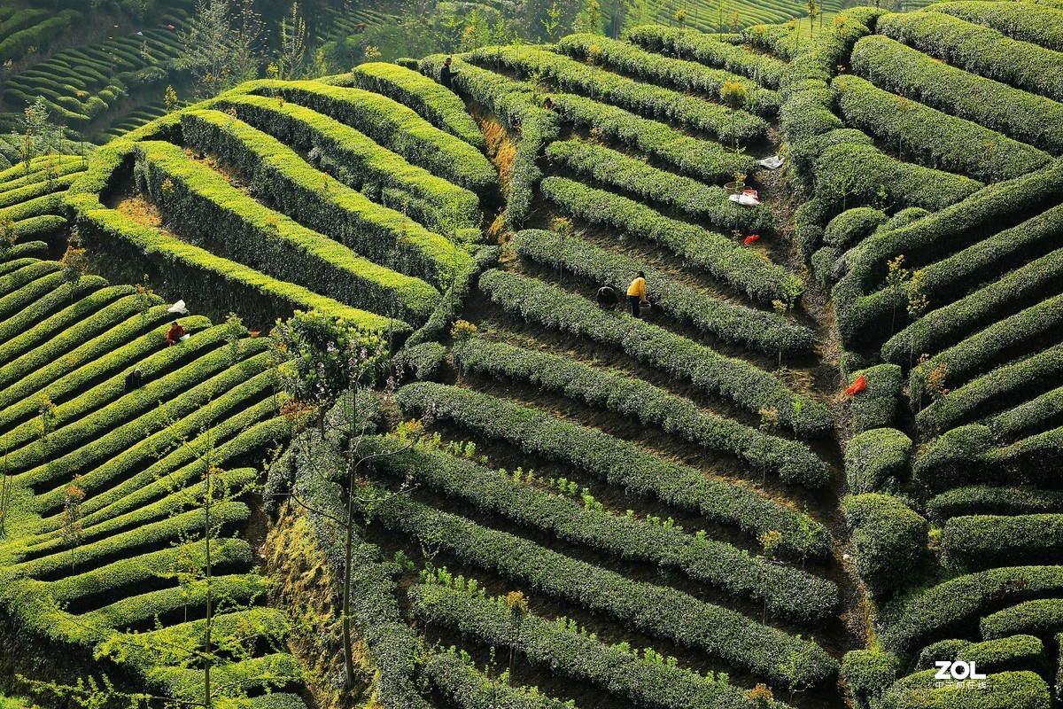 陕南西乡茶园风光《4》