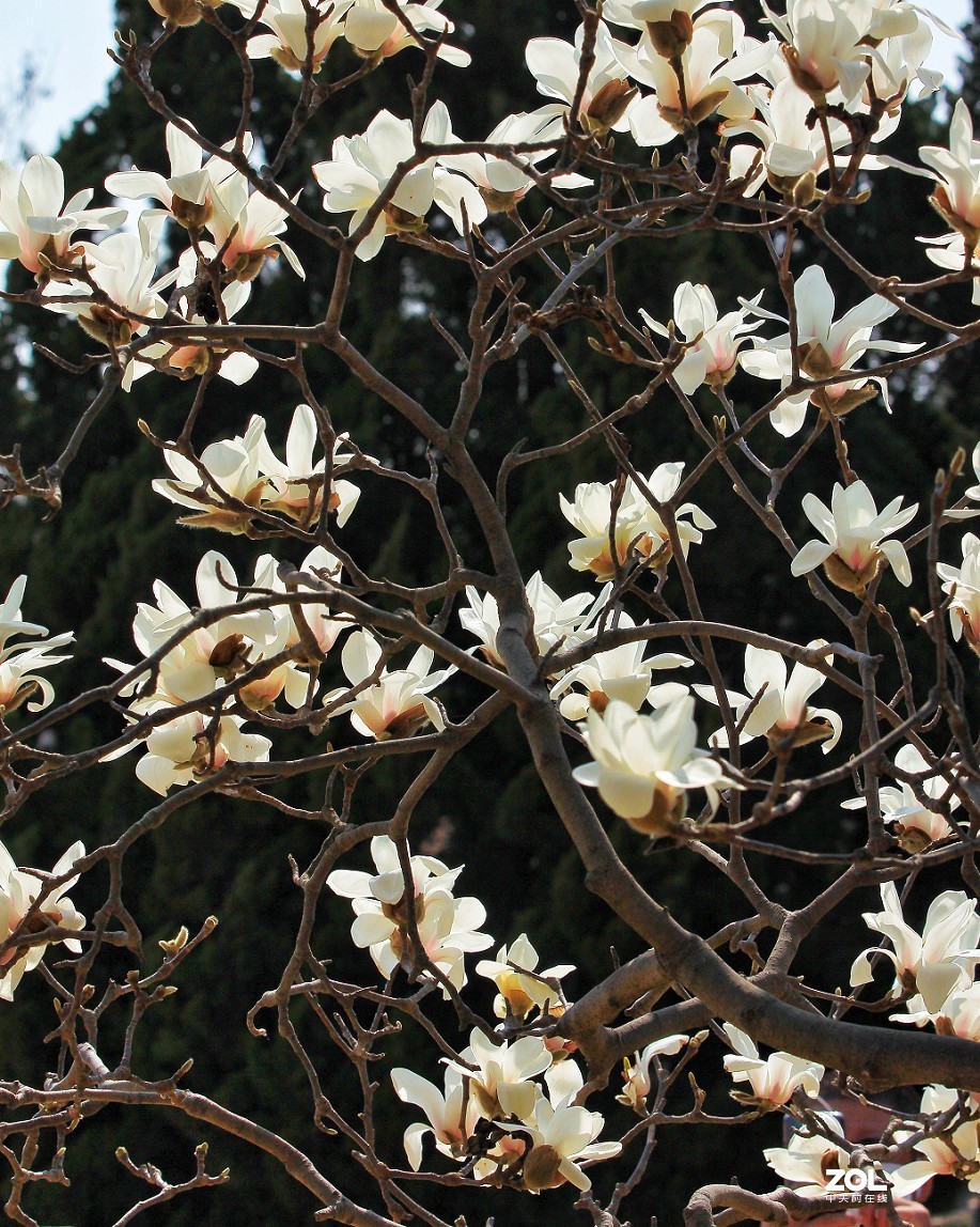 公园随拍还是《兰花与美女》又是一大堆妹子！哈哈！！