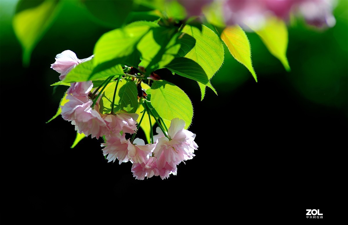 尼康AF 尼克尔 180mm f/2.8D 樱花（二）