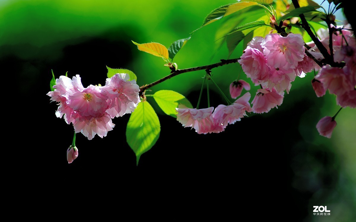 尼康AF 尼克尔 180mm f/2.8D 樱花（二）