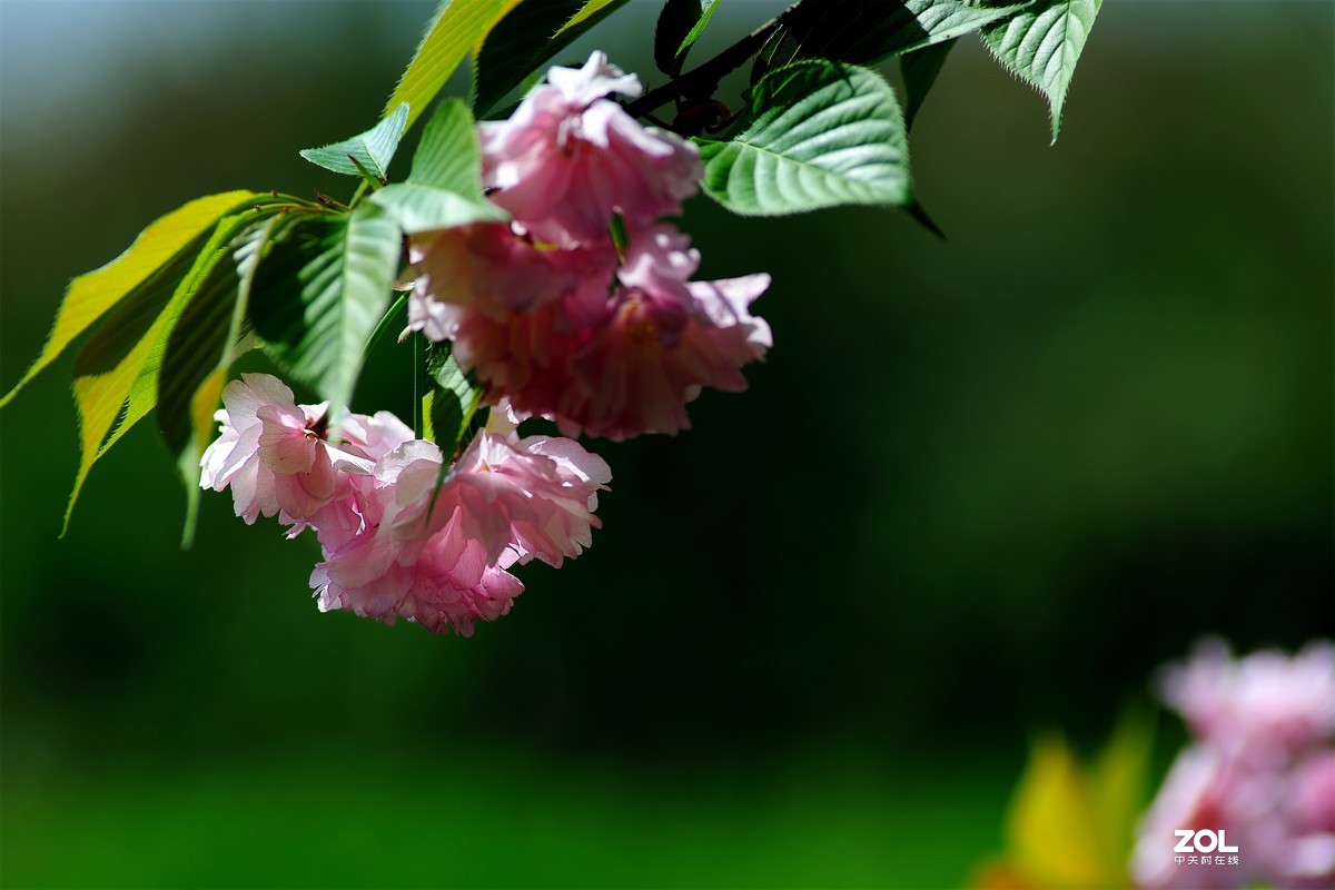 尼康AF 尼克尔 180mm f/2.8D 樱花（二）