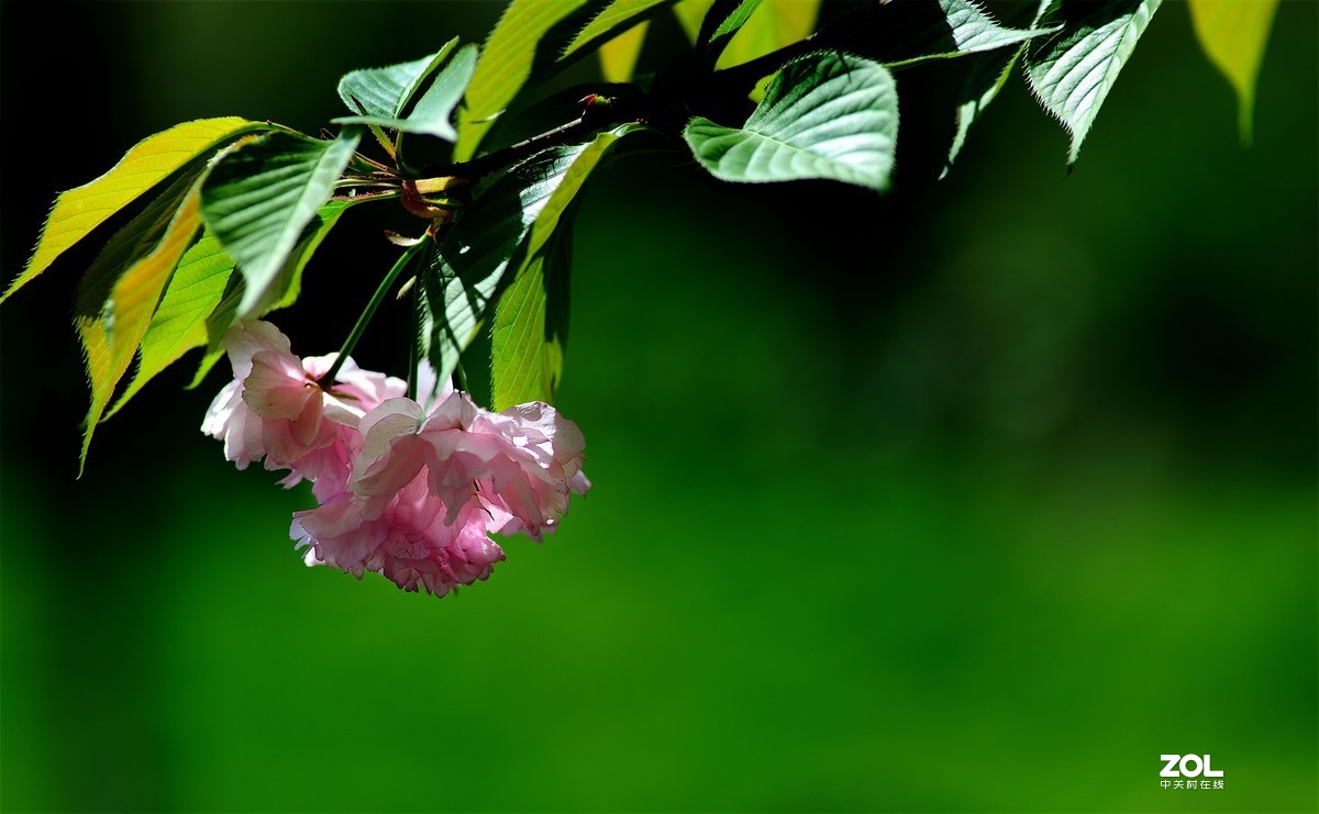 尼康AF 尼克尔 180mm f/2.8D 樱花（二）