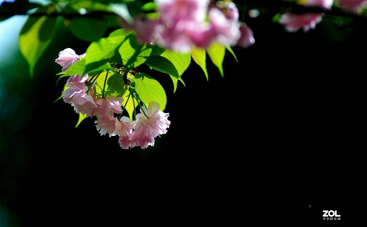 尼康AF 尼克尔 180mm f/2.8D 樱花（二）