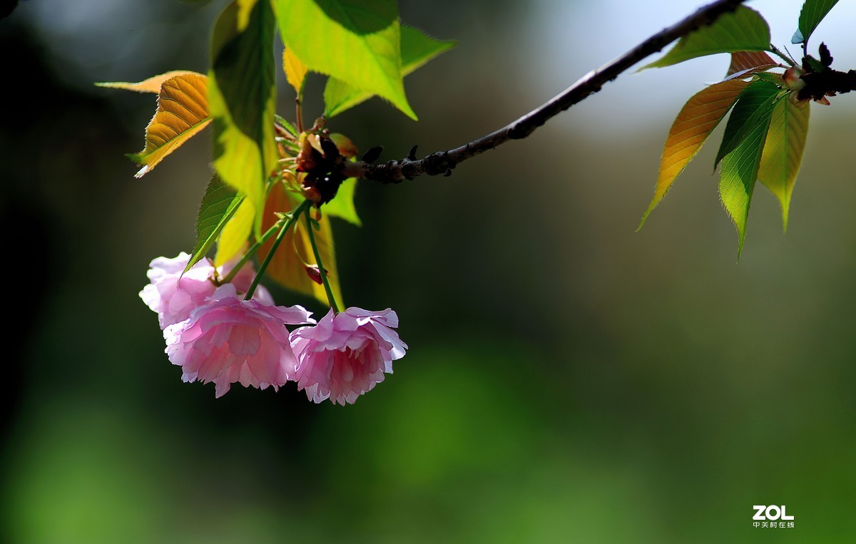 尼康AF 尼克尔 180mm f/2.8D 樱花（二）