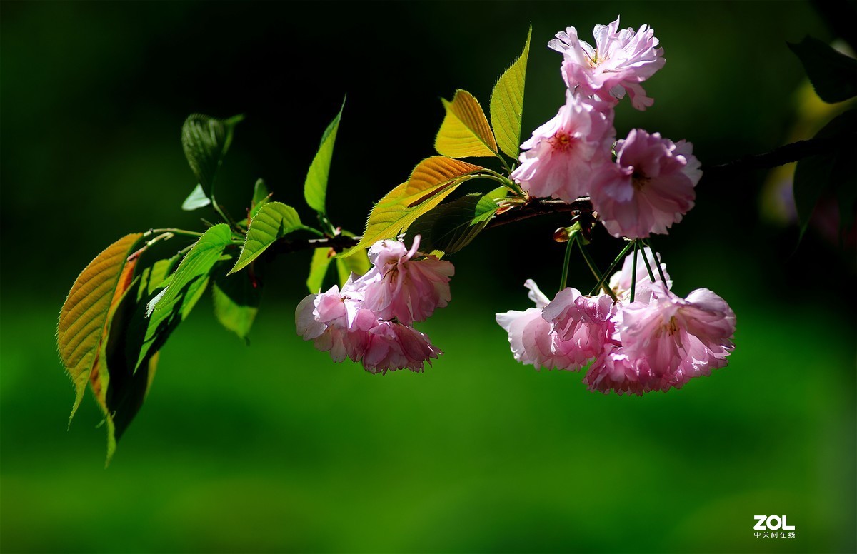 尼康AF 尼克尔 180mm f/2.8D 樱花（二）