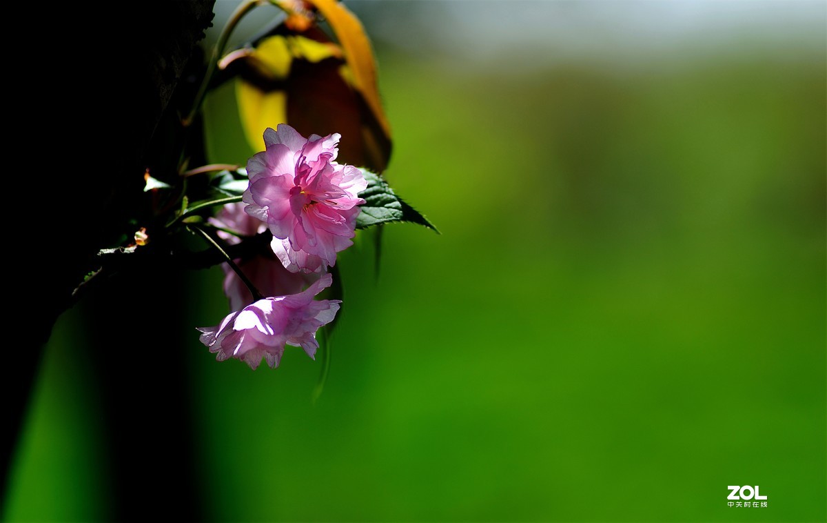 尼康AF 尼克尔 180mm f/2.8D 樱花（二）