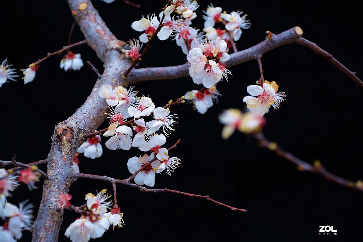 沈阳郊外杏花村