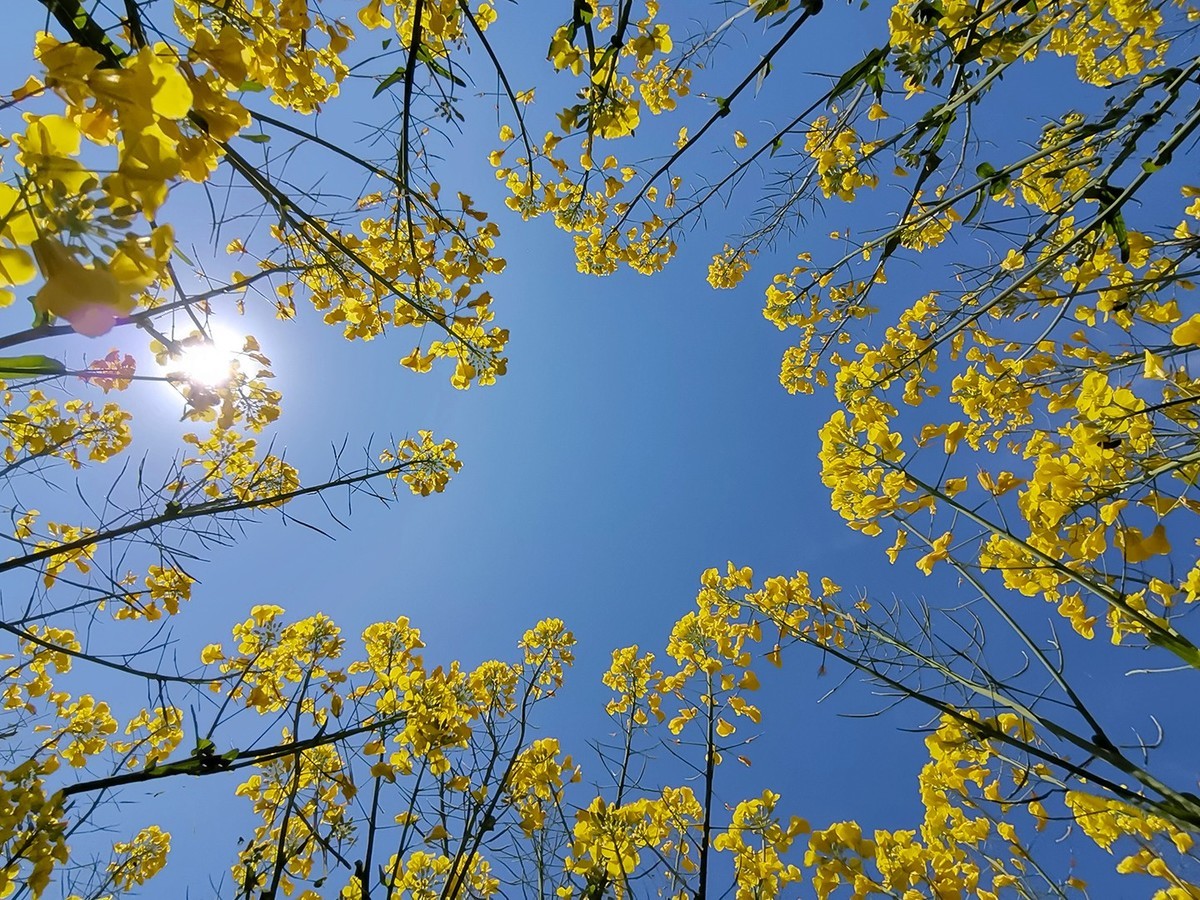 我和春天有个约会