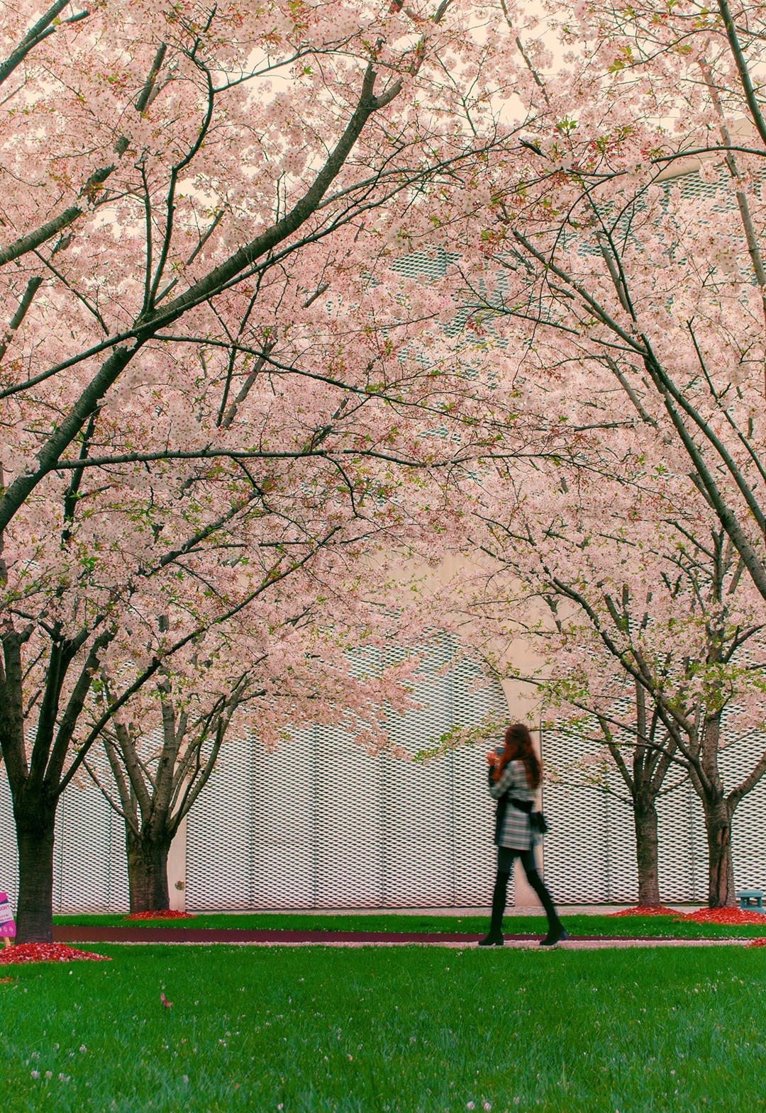 我和春天有个约会