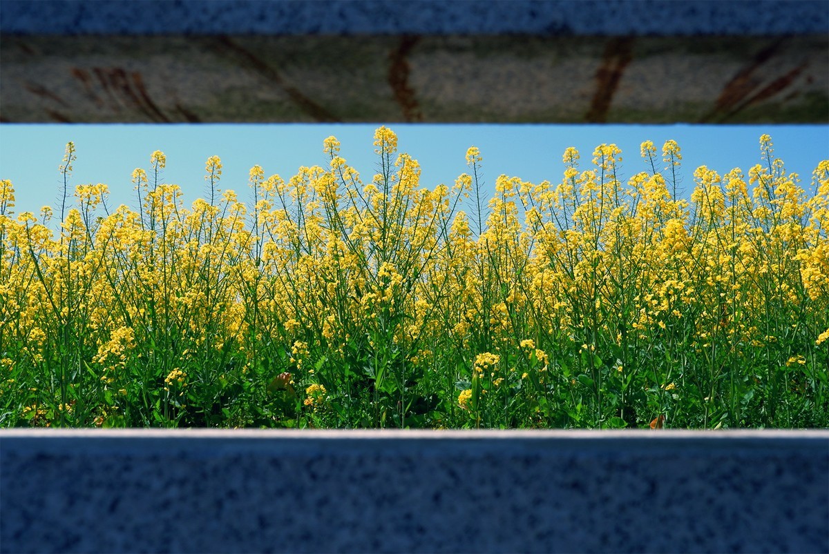 我和春天有个约会