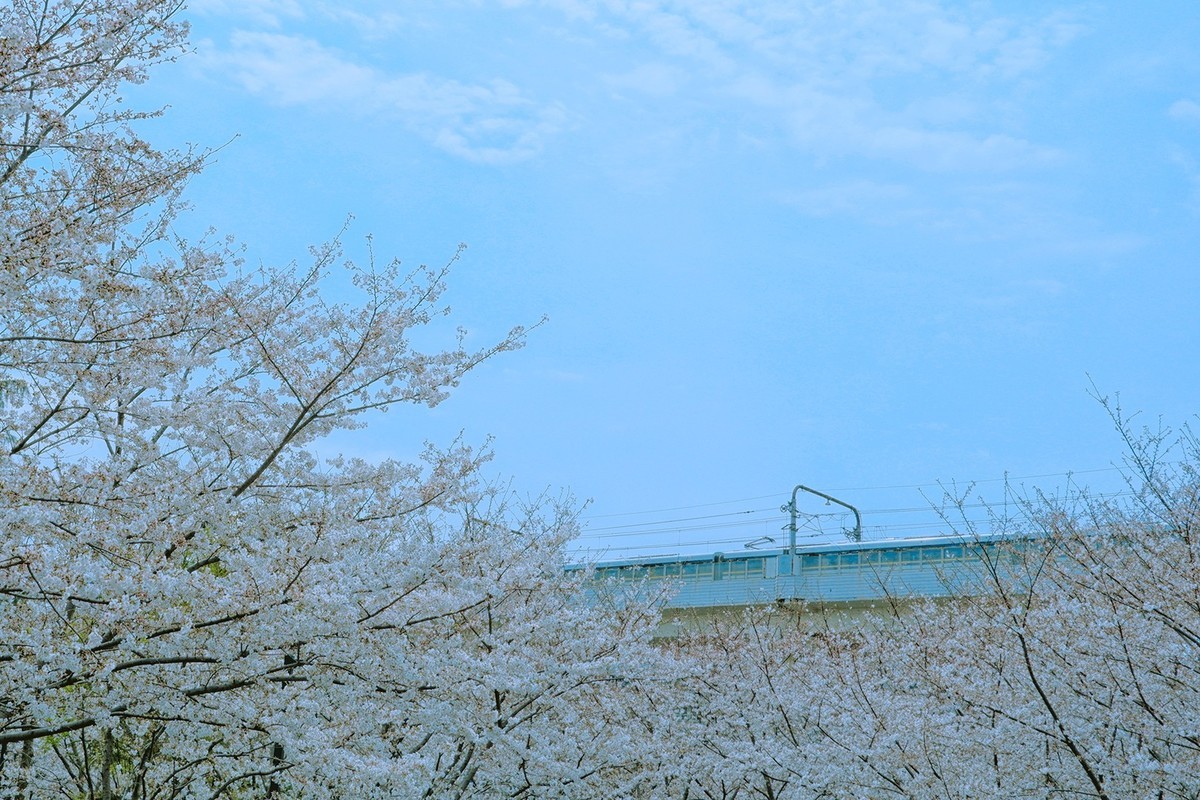 我和春天有个约会