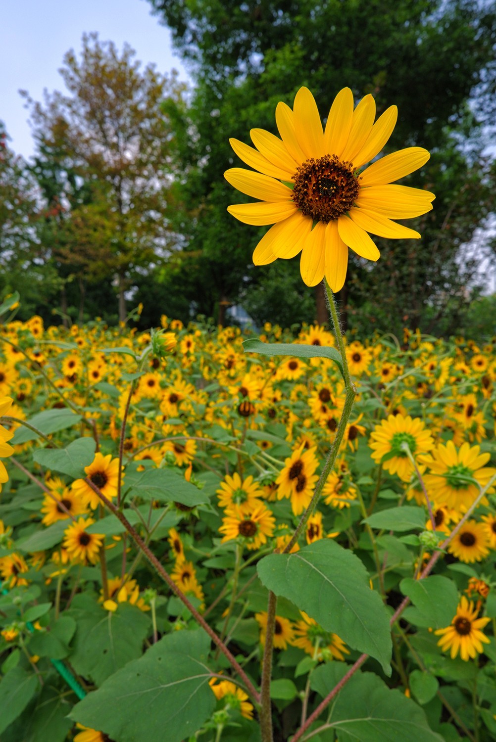 我和春天有个约会
