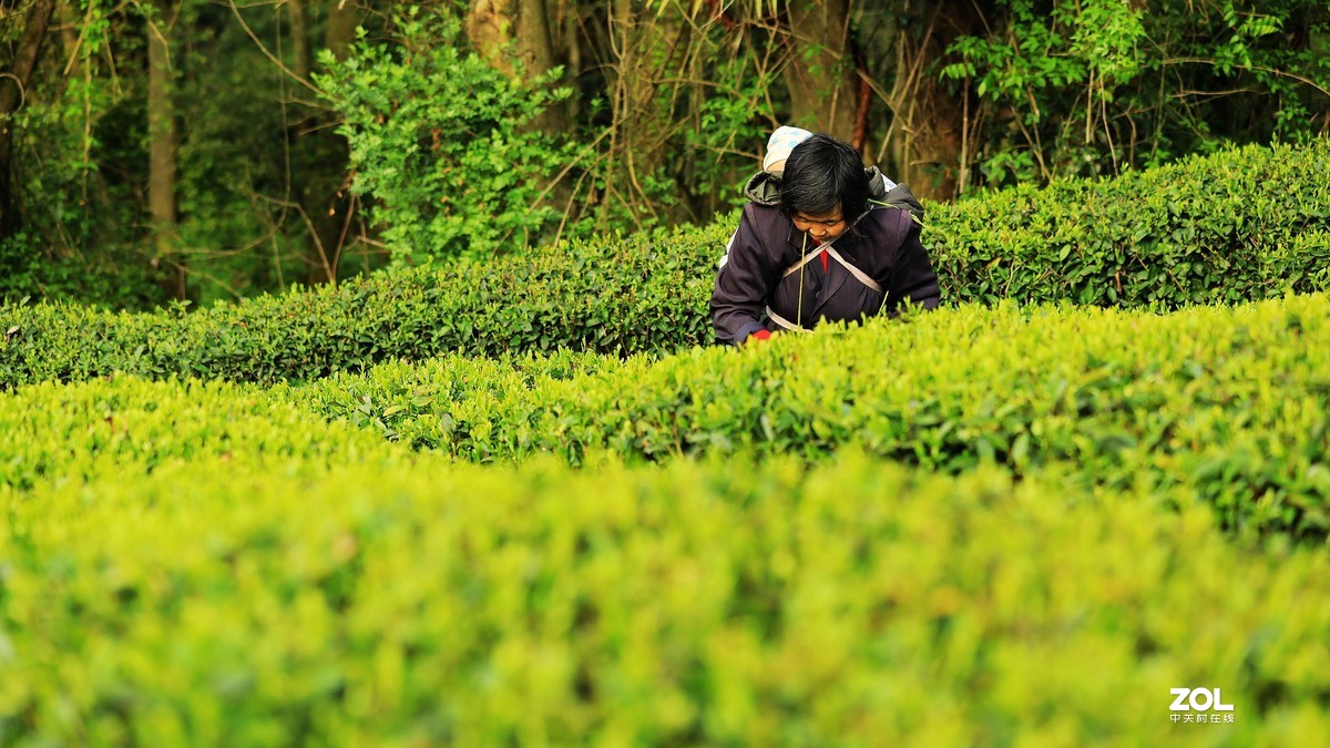 陕南西乡茶园风光《4》