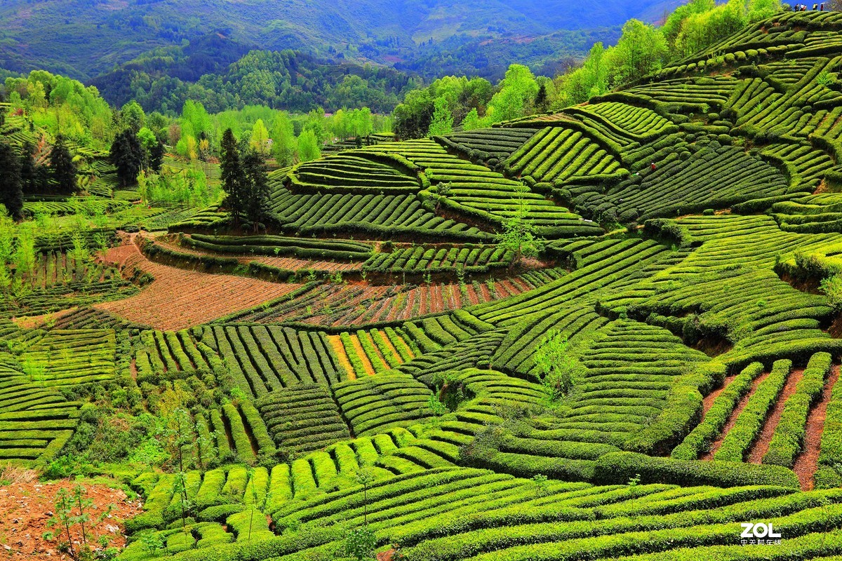 陕南西乡茶园风光《4》