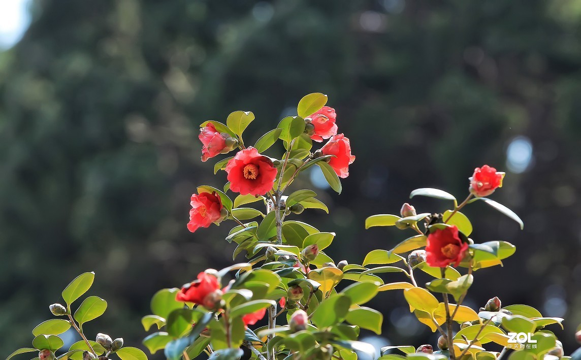 公园随拍还是《兰花与美女》又是一大堆妹子！哈哈！！