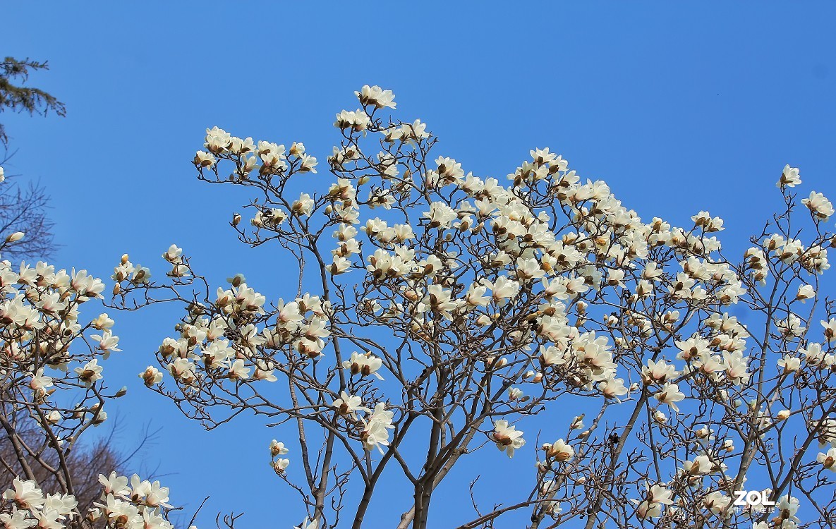 公园随拍还是《兰花与美女》又是一大堆妹子！哈哈！！