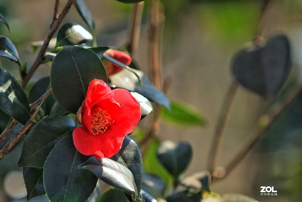 公园随拍还是《兰花与美女》又是一大堆妹子！哈哈！！
