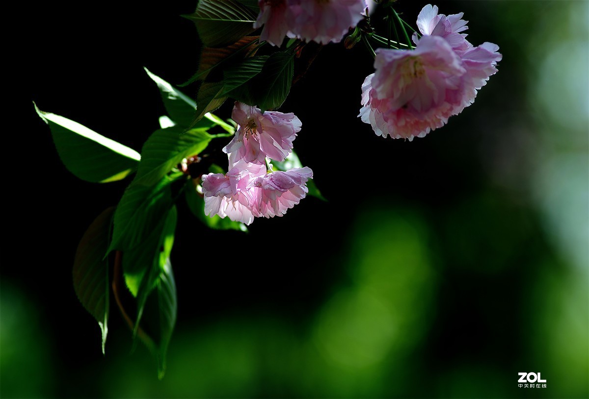 尼康AF 尼克尔 180mm f/2.8D 樱花（二）