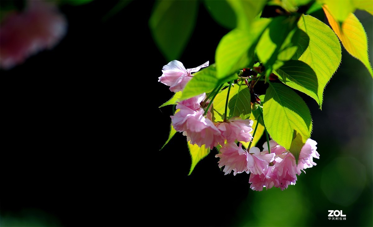 尼康AF 尼克尔 180mm f/2.8D 樱花（二）