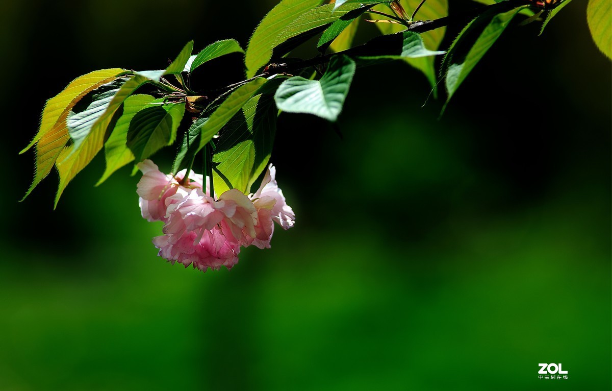 尼康AF 尼克尔 180mm f/2.8D 樱花（二）