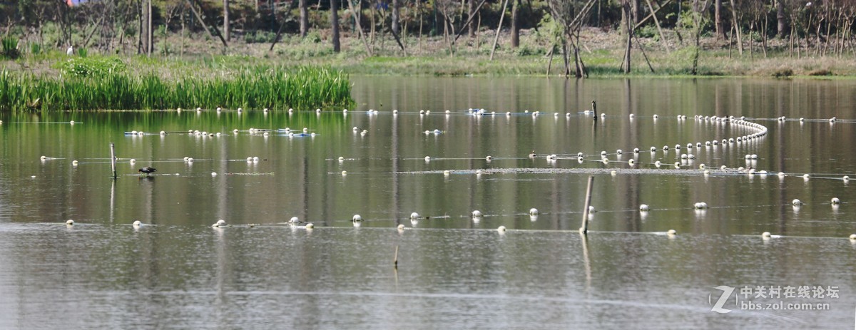 三圣湿地公园拍摄记（七，网中见鸟）