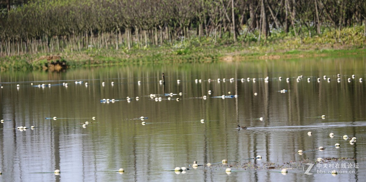三圣湿地公园拍摄记（七，网中见鸟）