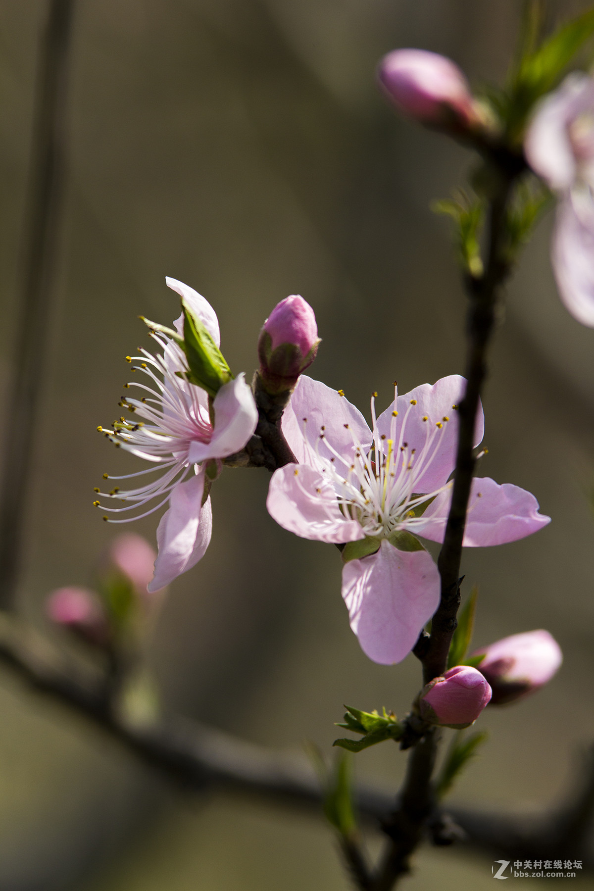 寻找春天之美桃花
