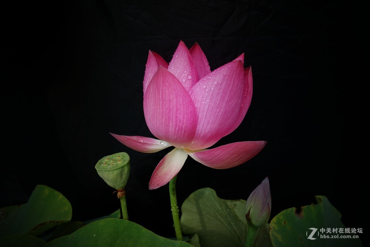 莲花池用黑3拍荷花