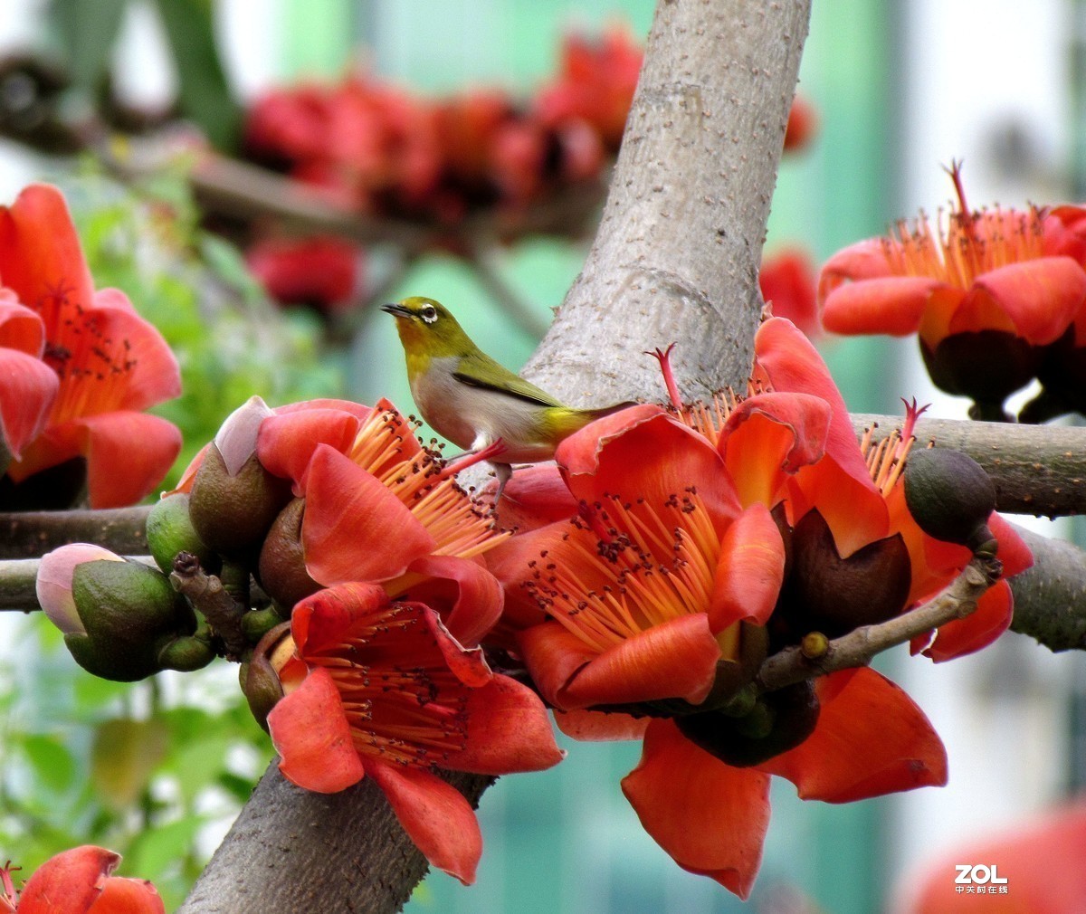 #版主坐堂#小五星空(中国)2020年三月精品荟萃