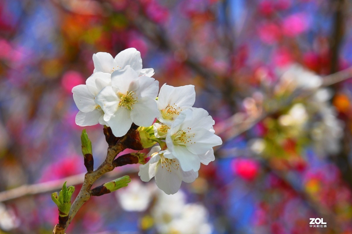 #版主坐堂#小五星空(中国)2020年三月精品荟萃