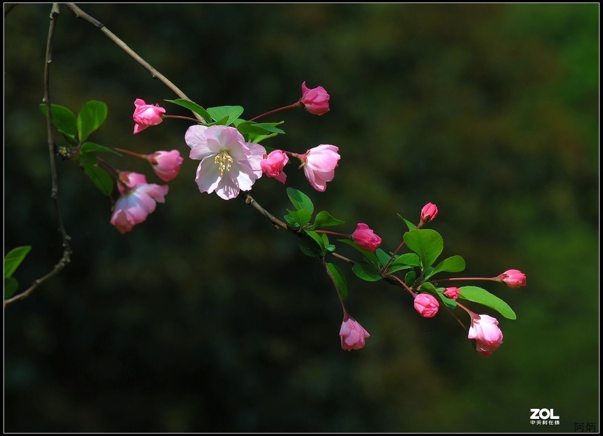 #版主坐堂#小五星空(中国)2020年三月精品荟萃