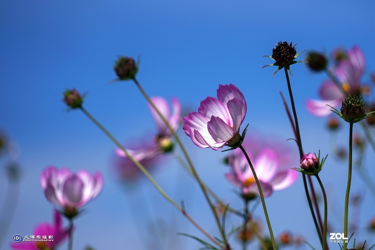 #版主坐堂#小五星空(中国)2020年三月精品荟萃