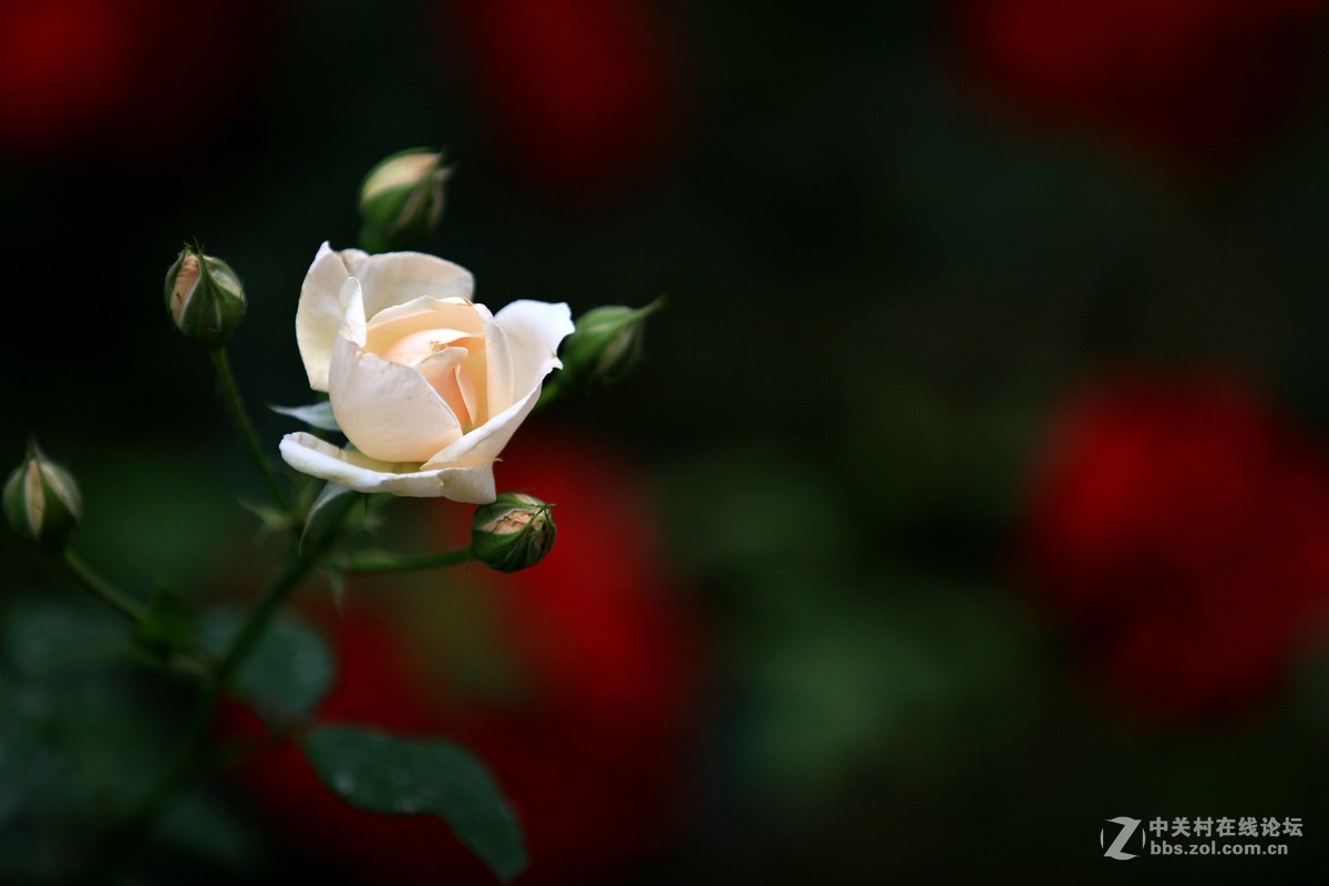 西安半坡国际艺术区