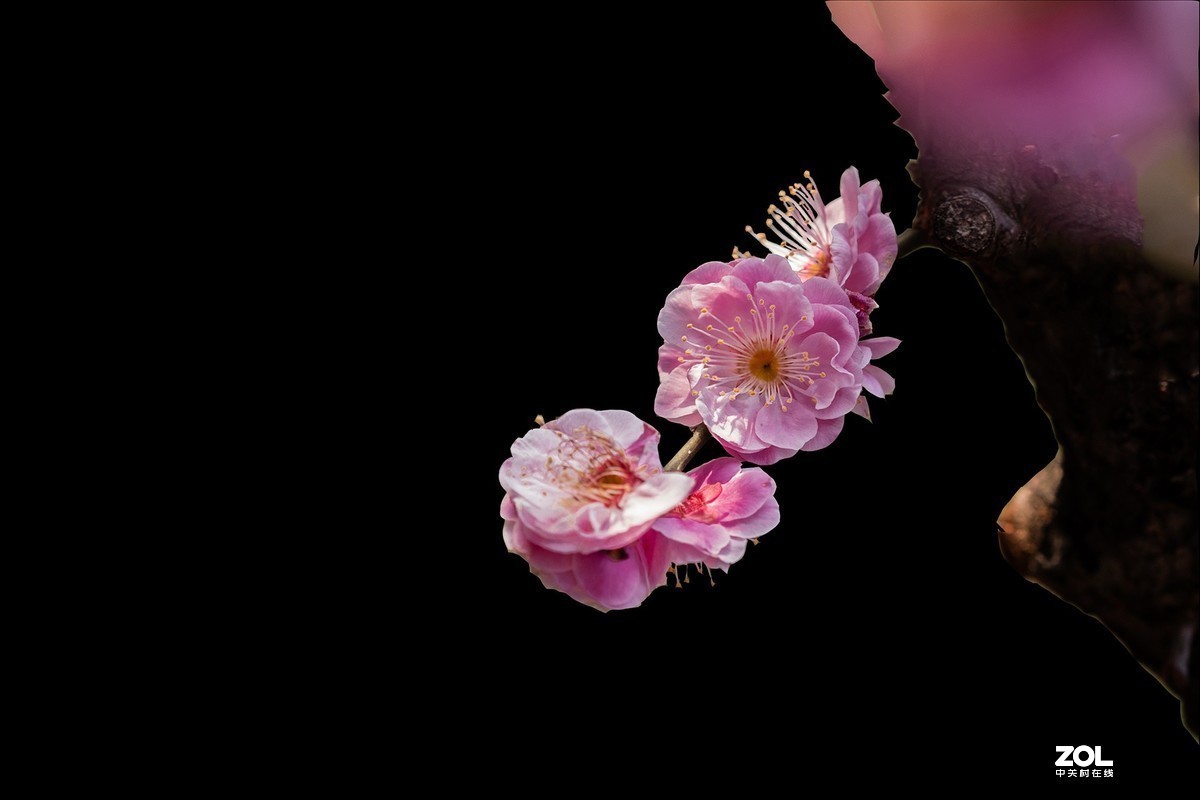 #版主坐堂#小五星空(中国)2020年三月精品荟萃