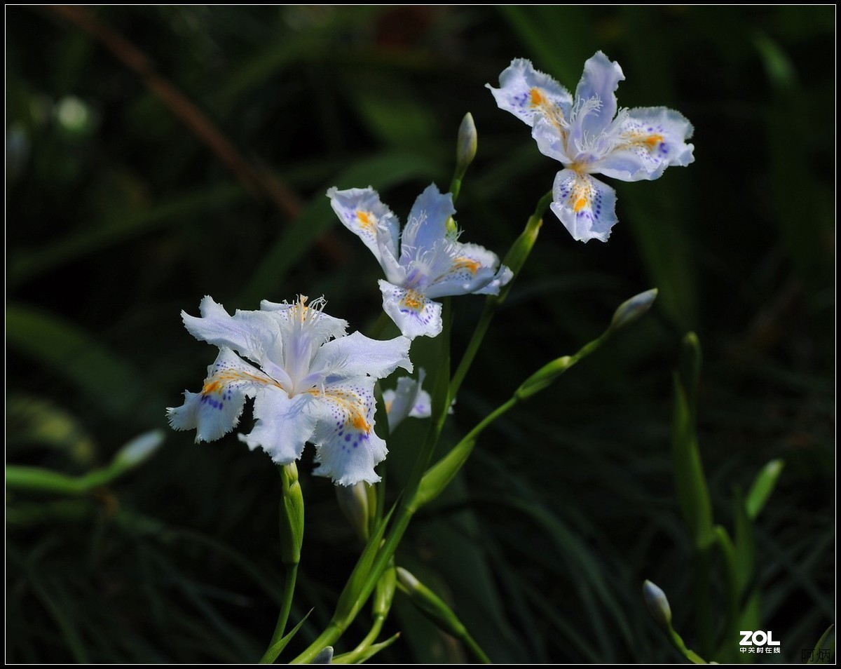 #版主坐堂#小五星空(中国)2020年三月精品荟萃