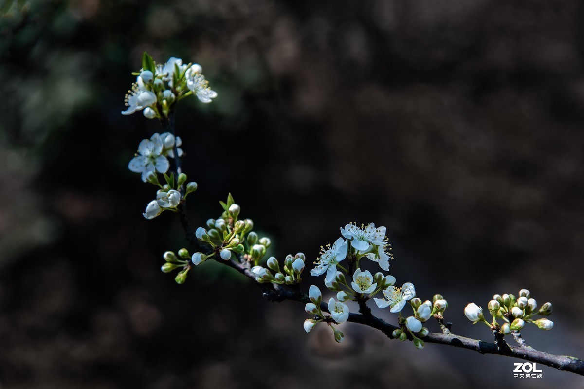 #版主坐堂#小五星空(中国)2020年三月精品荟萃