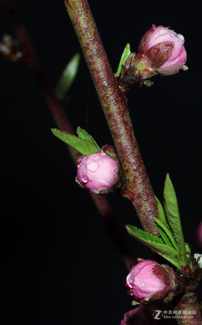 锐丽的花花