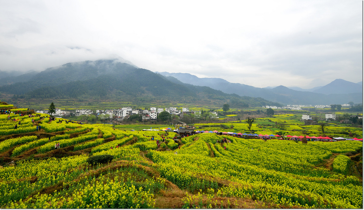 醉美婺源----江岭万亩梯田油菜花海-中关村在线摄影论坛
