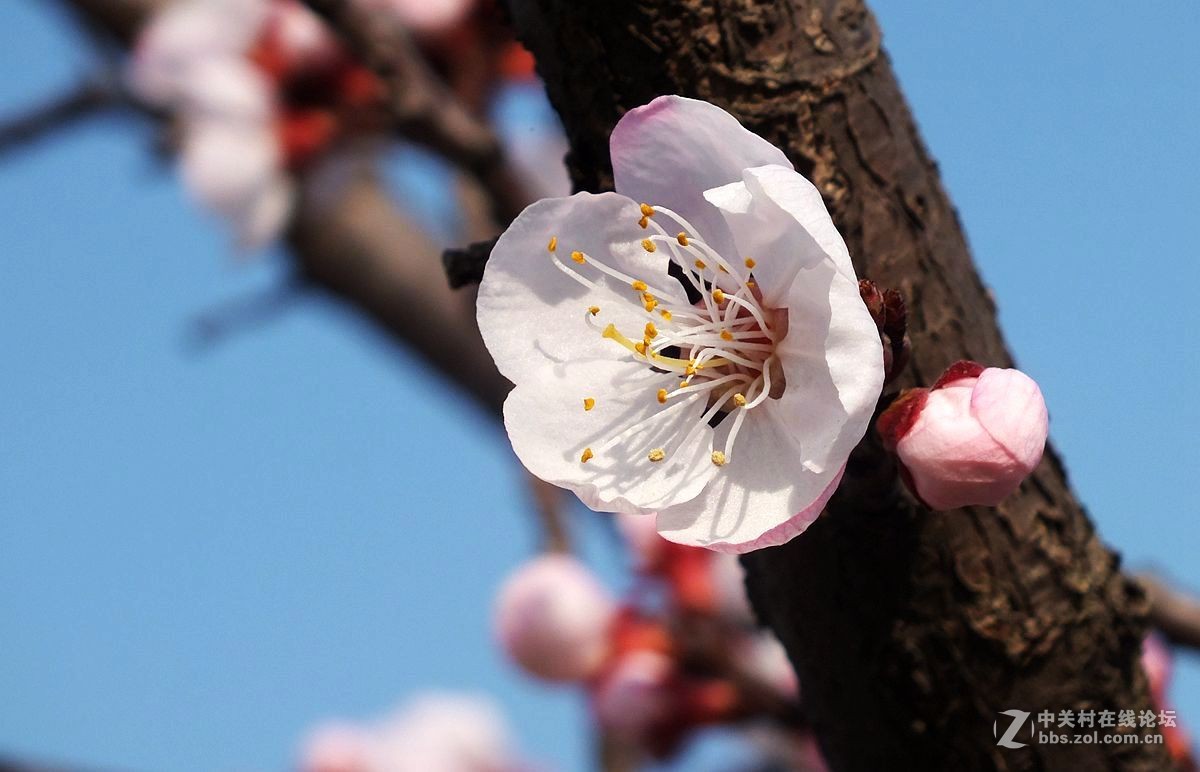 『杏花』123...10P