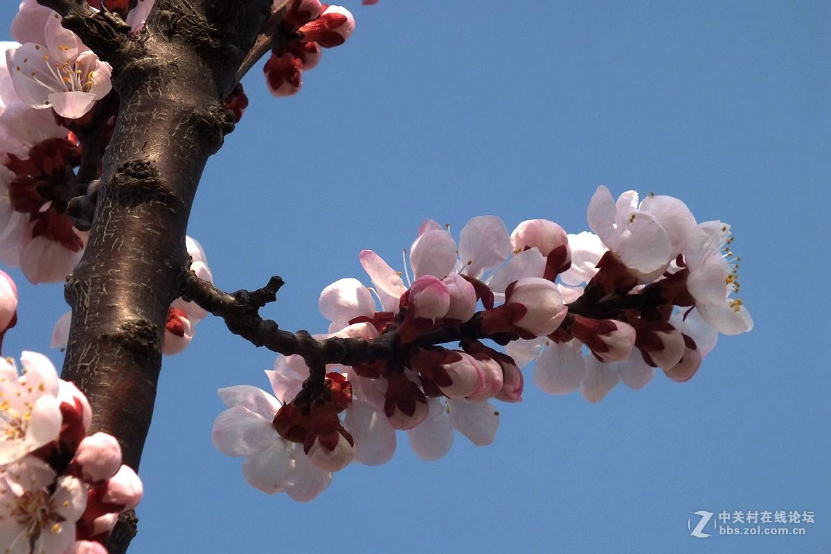 『杏花』123...10P