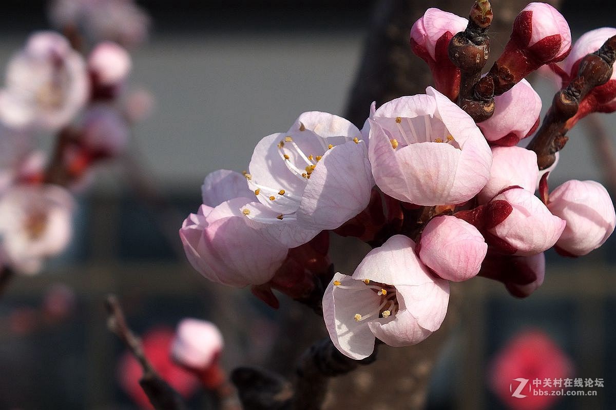 『杏花』123...10P