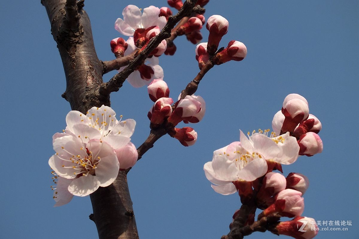 『杏花』123...10P