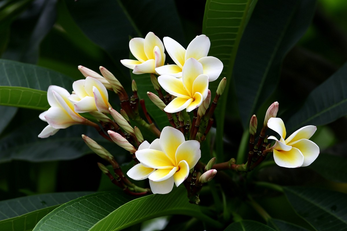 鸡蛋花