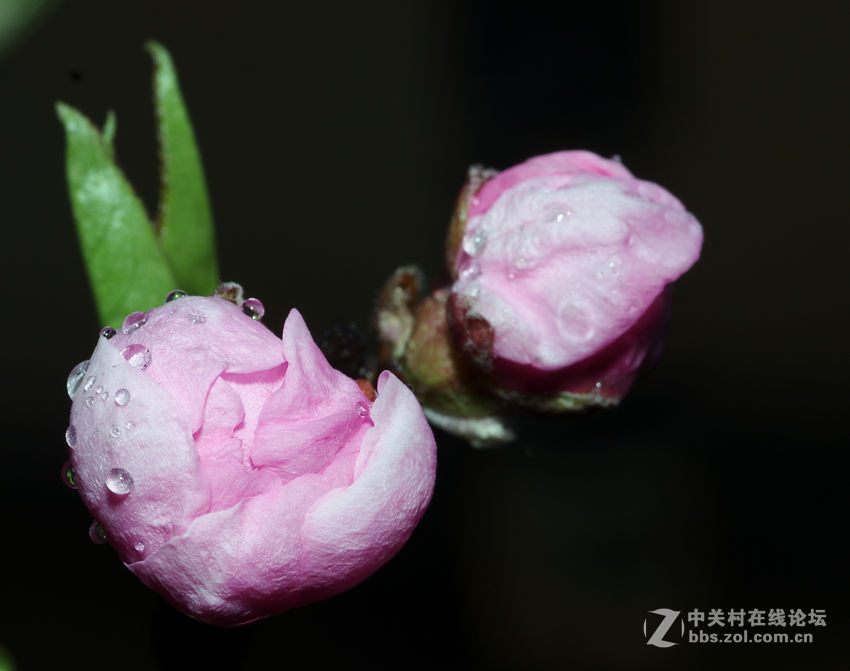 锐丽的花花