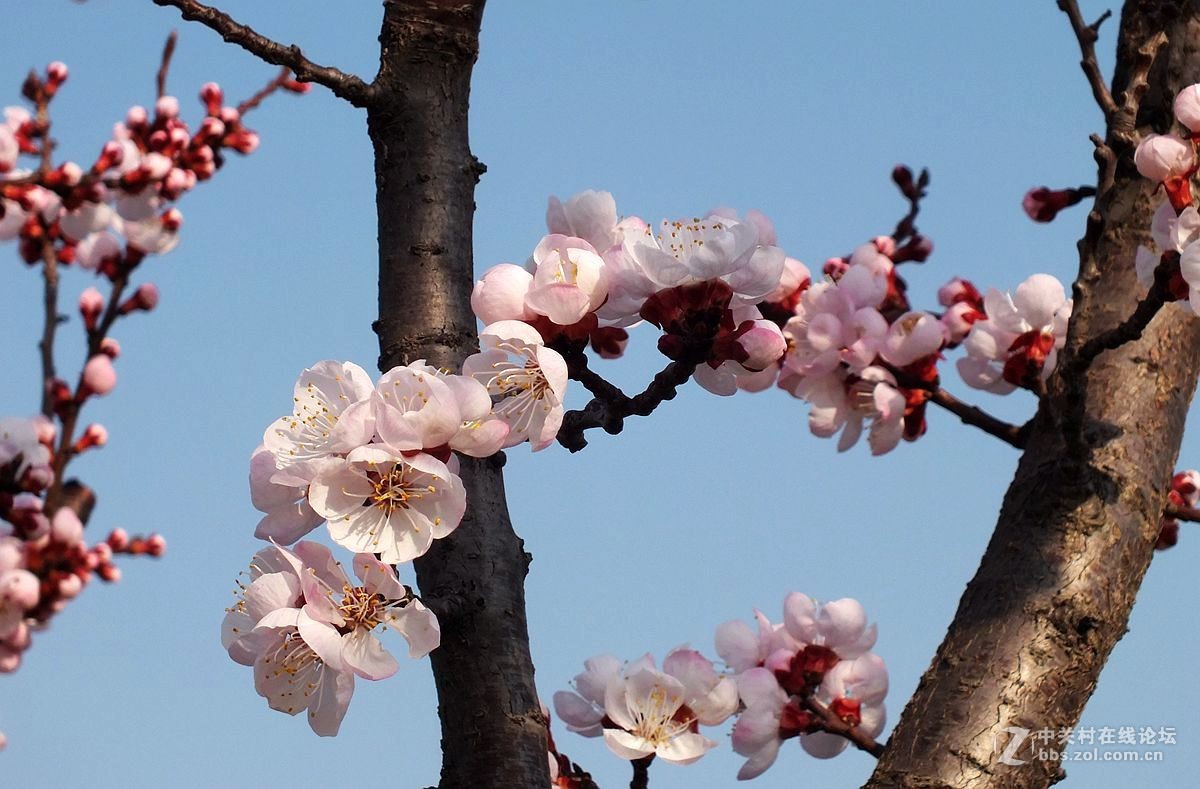 『杏花』123...10P