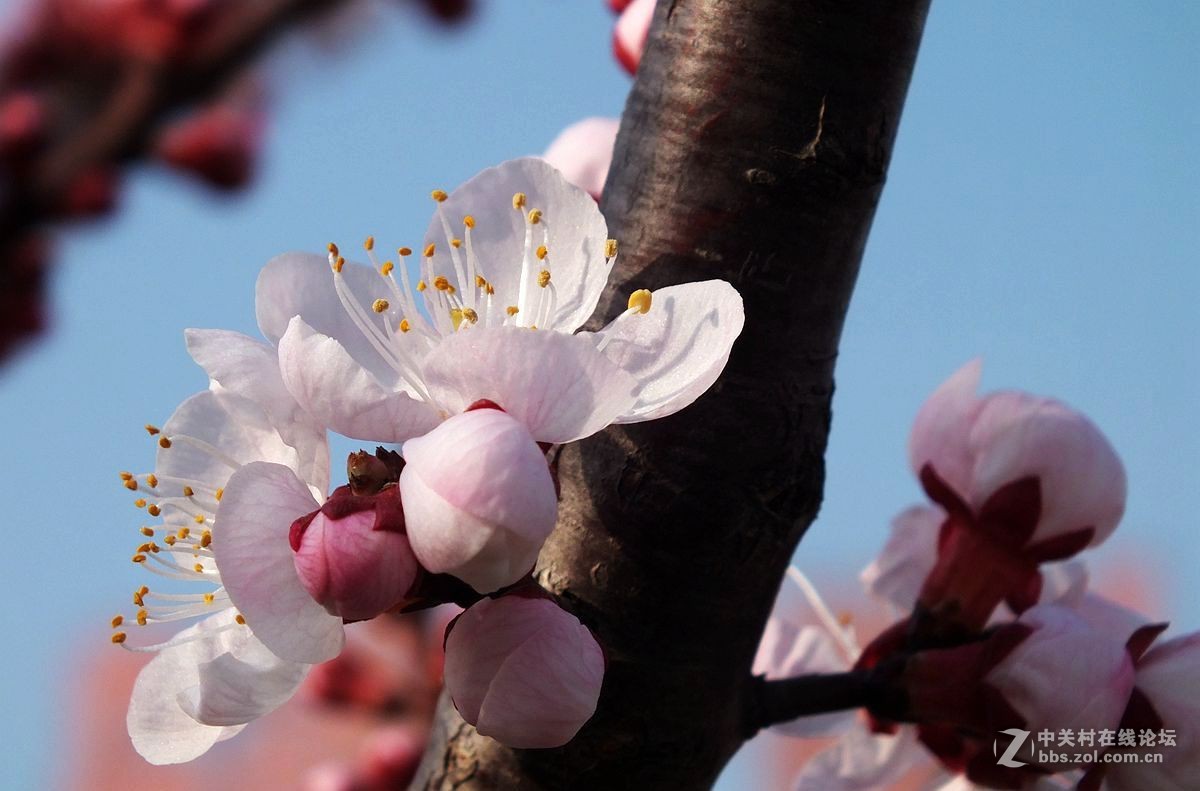 『杏花』123...10P