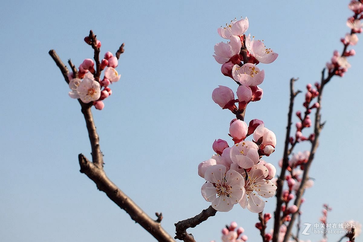 『杏花』123...10P