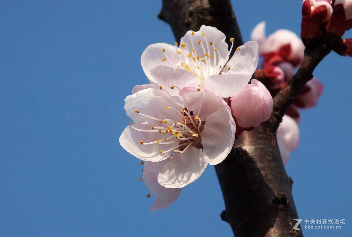 『杏花』123...10P